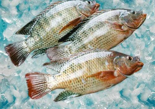 水產(chǎn)人注意 套養(yǎng)這些魚(yú)品種，低成本實(shí)現(xiàn)病害防治